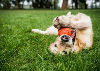 Attain on 5th apartment homes with A golden retriever lies on grass, playfully holding an orange ball with its paws and mouth.
